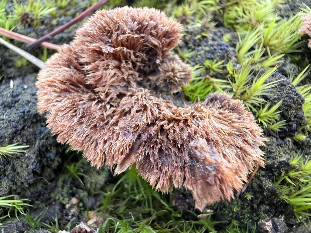 Thelephora terrestris · February 2026 · photo: © chimpers (iNaturalist, cc0)