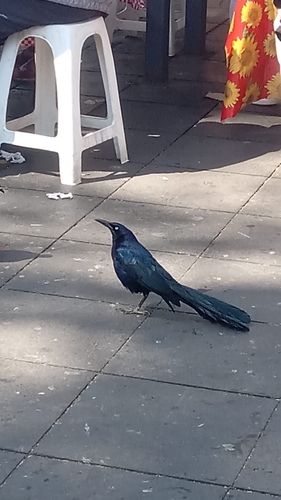 Great-tailed Grackle, photo 9 of 9