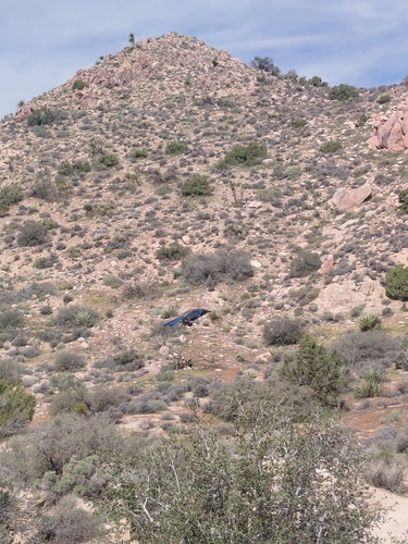 iNaturalist observation photo of Scrub-Jays and Allies