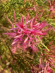Calytrix exstipulata