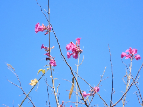 Handroanthus impetiginosum
