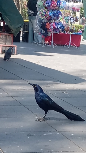 Great-tailed Grackle, photo 7 of 9