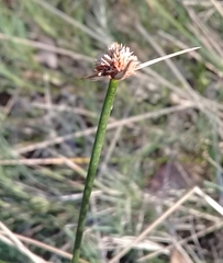 Cyperus gymnocaulos