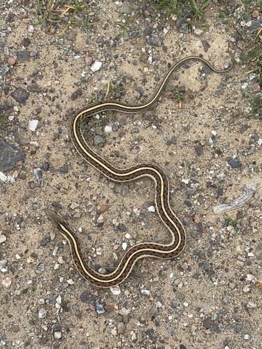 Western Terrestrial Garter Snake observed by rxjrc