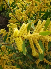 Acacia auriculiformis