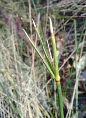 Cyperus gymnocaulos