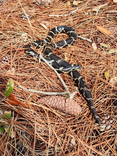 Eastern Kingsnake