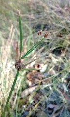 Cyperus gymnocaulos