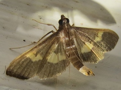 Diaphania lualis