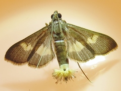 Diaphania lualis