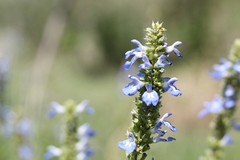Salvia uliginosa