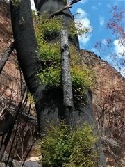 Eucalyptus fastigata