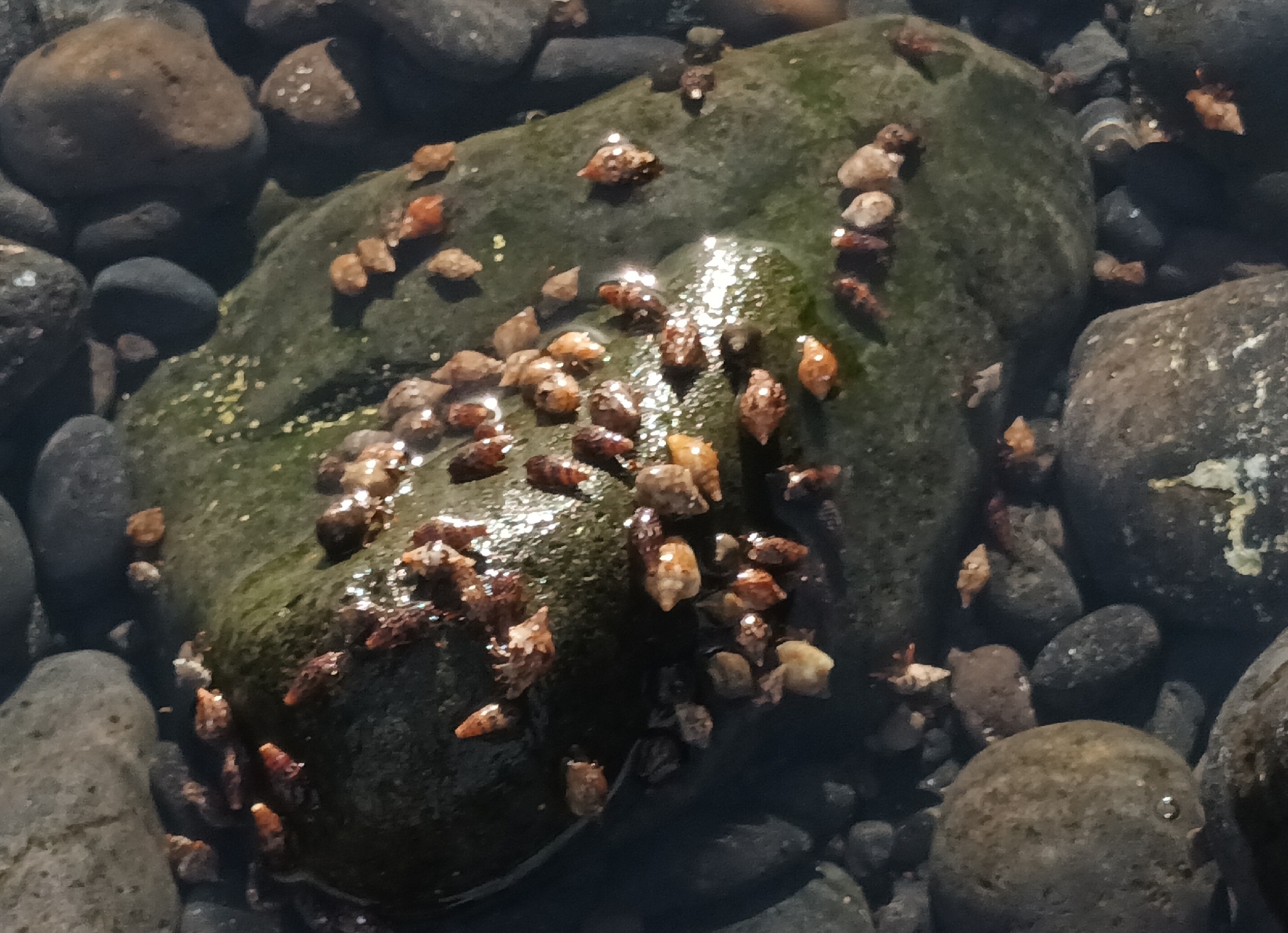 Clibanarius aequabilis