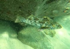 Aplodactylus arctidens