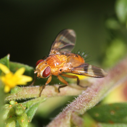 Oestrophasia