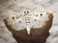 Hileithia differentialis