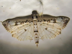 Hileithia differentialis