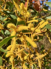 Acacia tumida
