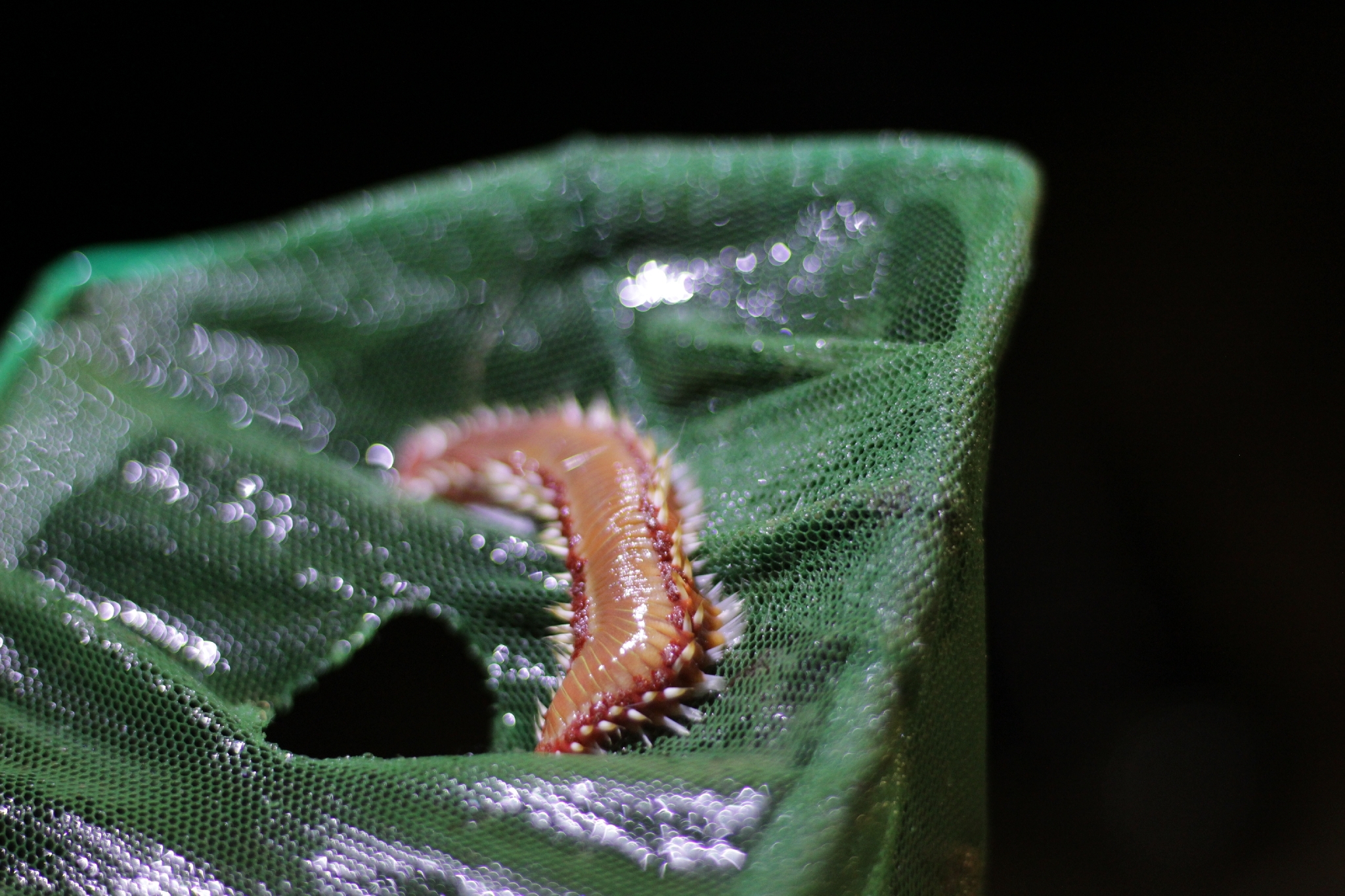 Hermodice carunculata (Pallas, 1766)