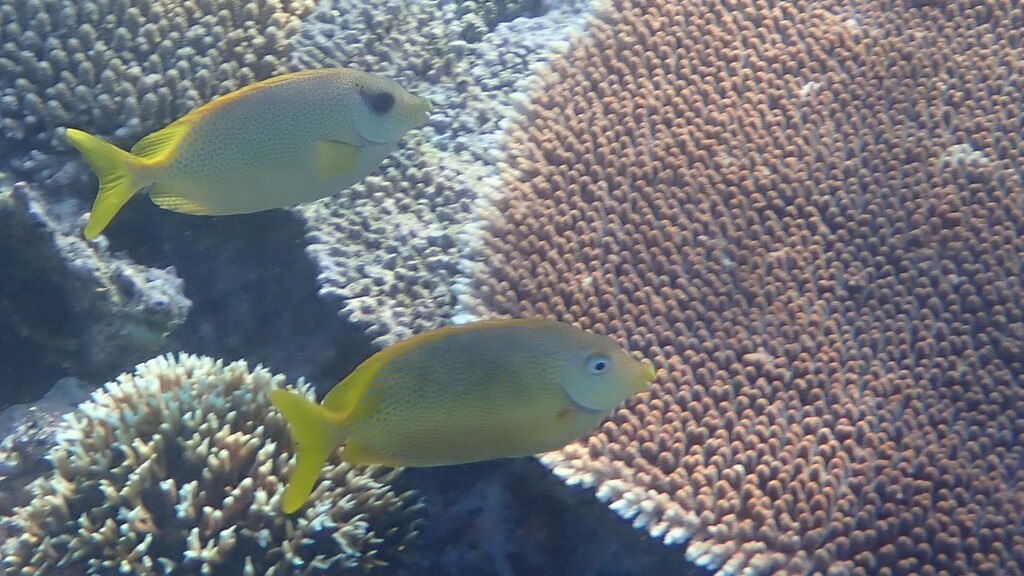 Blue-spotted spinefoot