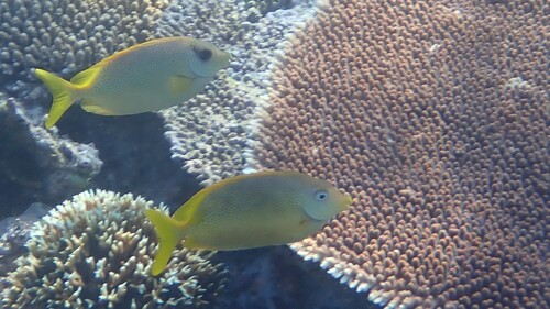 Coral Rabbitfish — seen at this dive site