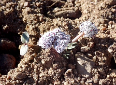 Lomatium fusiformis