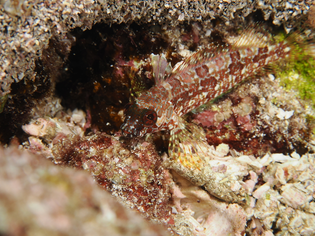 Branched labrisomid (Gobioclinus dendriticus) — Labrisomidae