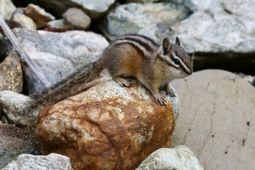 Yellow-pine Chipmunk observed by littlechippie