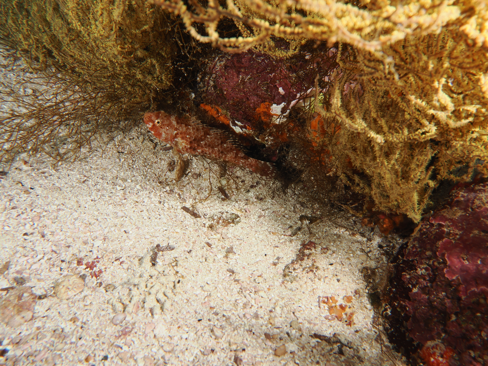 Loosetooth Parrotfish photo 8