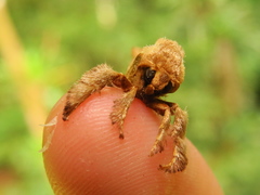 Euclea distrahens