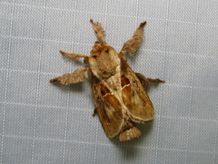 Euclea distrahens