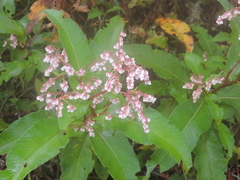 Koenigia polystachya