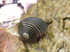 Nerita costata