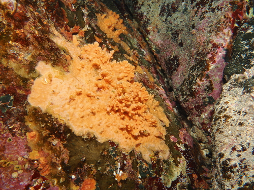 Antropora observed 2026-02-24
