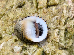 Nerita costata