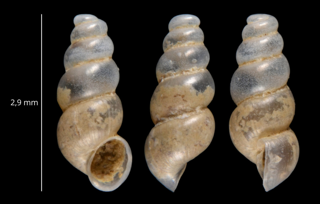 Bythinella bertrandi