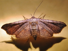 Banisia