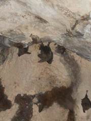 Macrotus waterhousii