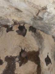 Macrotus waterhousii