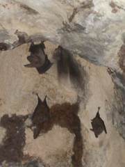 Macrotus waterhousii