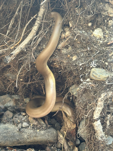 iNaturalist observation photo of Northern Rubber Boa