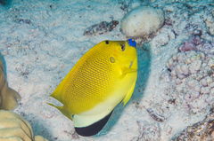 Apolemichthys trimaculatus