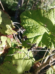 Synanthedon tipuliformis