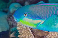 Chlorurus strongylocephalus