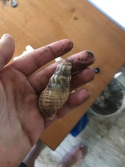 Cancellaria cooperii