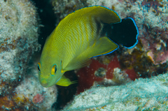 Centropyge cocosensis × eibli