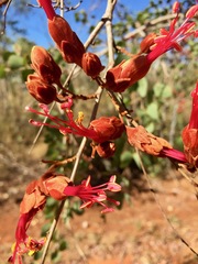 Lysiphyllum cunninghamii