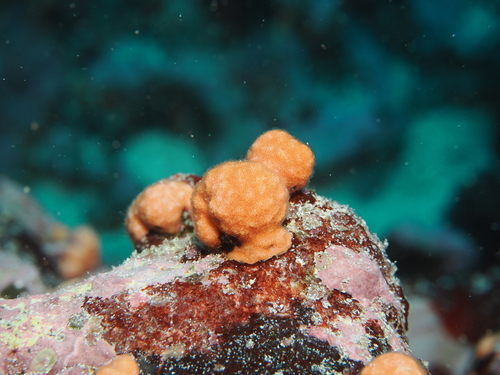 Antropora observed 2026-02-24