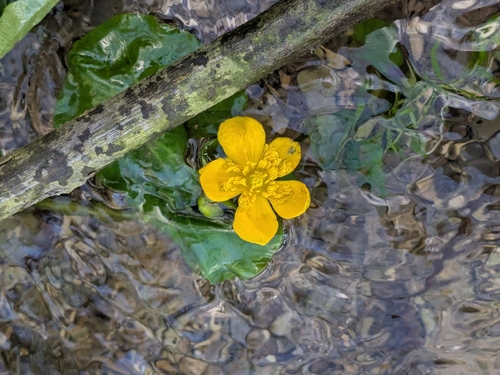 marsh marigold