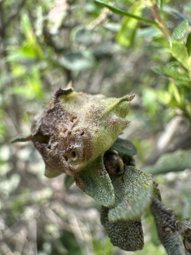Unknown species found near N Highway One, Bodega Bay, CA, US